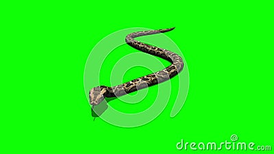 09 Animated Python Snake with Green Screen Background Stock Video - Video  of python, green: 144323989