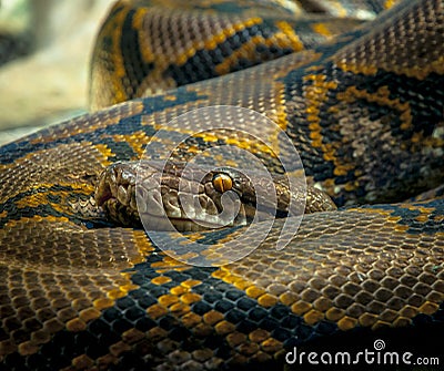 Python Snake Stock Photo