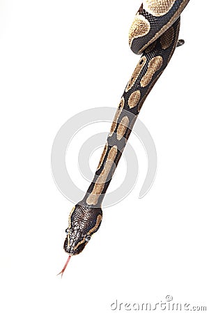 Python snake showing forked tongue Stock Photo