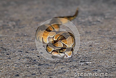 A python snake on sideway road. Stock Photo