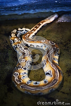 Python snake skin Stock Photo
