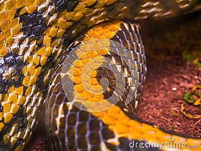 Python snake skin and flakes close up macro. Stock Photo