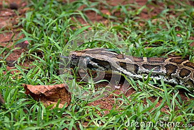 Python snake slithering through grass and leaves on ground. detailed patterns on scales are visible, and tongue is flicking out as Stock Photo