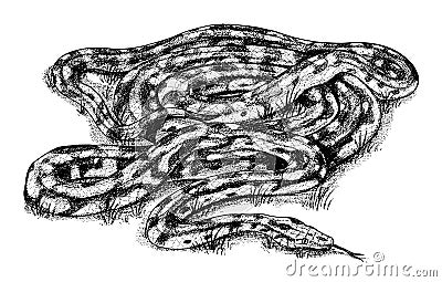 Pythonidae or python. Boinae or boas or boids. Nonvenomous snake Reptilia illustration. Engraved hand drawn in old Vector Illustration