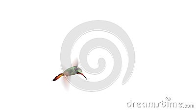 Pájaro del tarareo, cuatro animaciones 3d Pájaro del tarareo, cuatro animaciones 3d