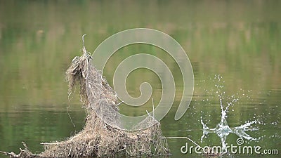 Pêche de martin-pêcheur Pêche de martin-pêcheur