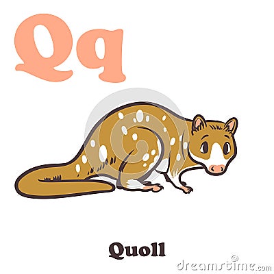 Q for Quoll Vector Illustration