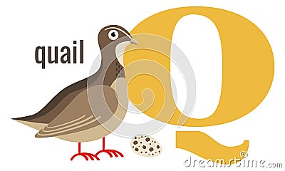 Q word symbol. Alphabet card with cartoon quail Vector Illustration
