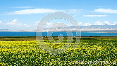 Qinghai Lake and Yellow Flowers Stock Photo