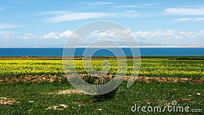 Qinghai Lake and Yellow Flowers Stock Photo