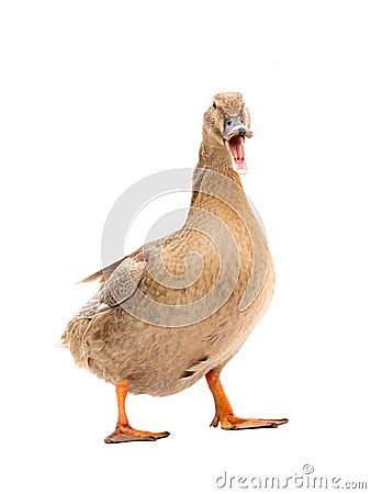 Quacking duck isolated on a white Stock Photo
