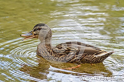 Quacking Duck in a Lake Stock Photo