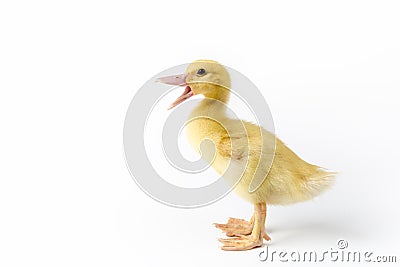 Quacking young muscovy duck isolated Stock Photo