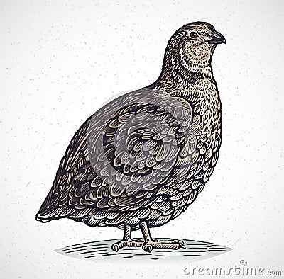 Graphical quail in engraving style Vector Illustration