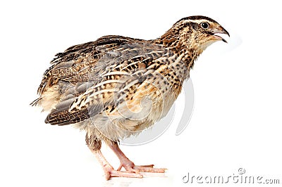 Quail Stock Photo