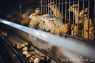 Quail bird farm egg cage organic animal poultry Stock Photo