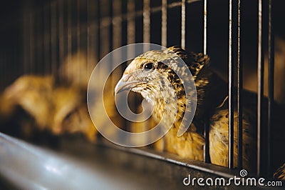 Quail bird farm egg cage organic animal poultry Stock Photo