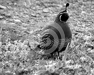 Quail bird wandering watching eating walking Stock Photo