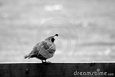 Quail bird wandering watching eating walking Stock Photo
