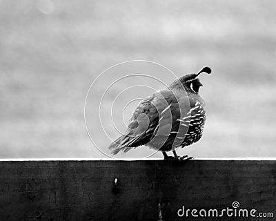 Quail bird wandering watching eating walking Stock Photo