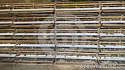 Quail cage racks on the farm, Bamboo cage arrangement for more efficient quail rearing Stock Photo