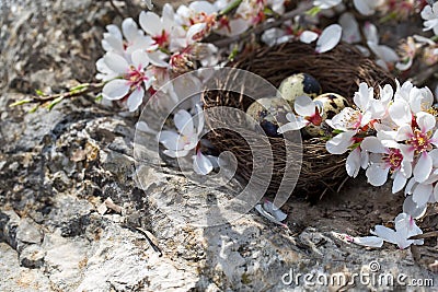 Quail eggs and blossom Stock Photo