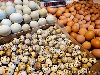 Quail eggs, chicken eggs, and duck eggs in their respective boxes Stock Photo