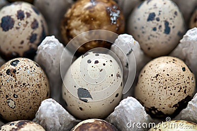 Quail eggs full frame, macro and close-up Stock Photo