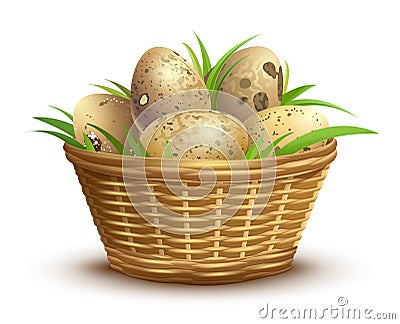 Quail eggs full wicker basket Vector Illustration