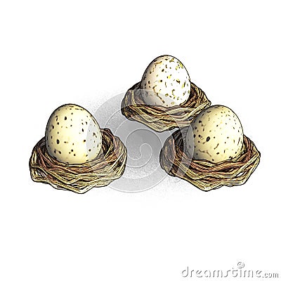 Quail eggs Stock Photo