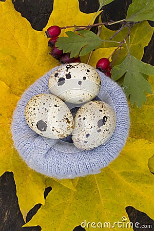 Quail eggs in the nest of the yellow leaves at the wool nest Stock Photo