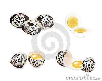 Quail Eggs Set Cartoon Illustration