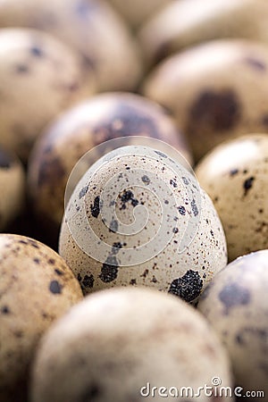 Quail eggs texture. Many quail eggs Stock Photo