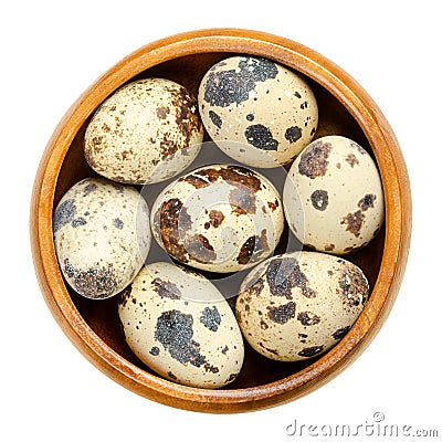 Group of fresh quail eggs, raw whole eggs, in a wooden bowl Stock Photo