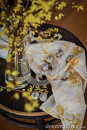 Quail eggs and yellow Forsythia blooms on a rustic chair Stock Photo