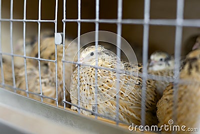 Quail farm. Close-up of a quail. Shallow depth of field. Stock Photo