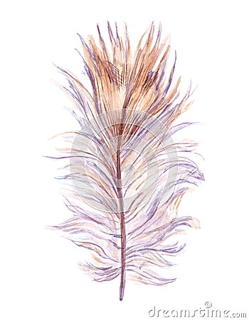 Quail feather isolated on the white background. Handdrawn watercolor work Stock Photo