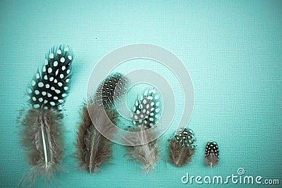 Quail feathers on a turquoise background. Bird feather texture. with copy space for your customized text. Macro shooting Stock Photo