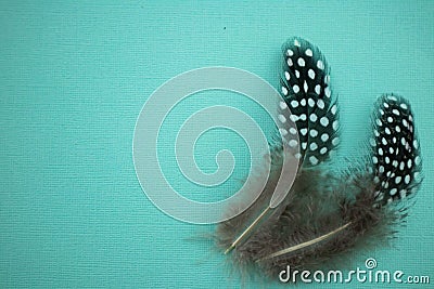 Quail feathers on a turquoise background. Bird feather texture. with copy space for your customized text. Macro shooting Stock Photo