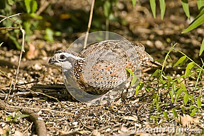 A Quail feeding on seeds Stock Photo