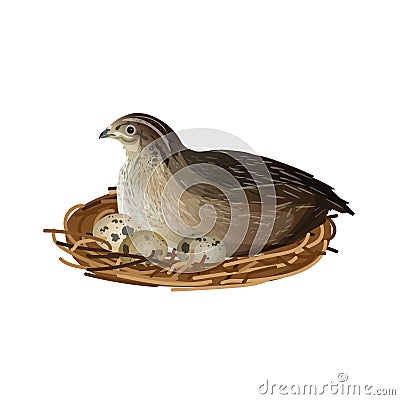 Quail at nest Vector Illustration