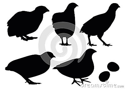 Quail bird in different poses in the set. The image can be suitable as a logo for food or other. Vector Illustration