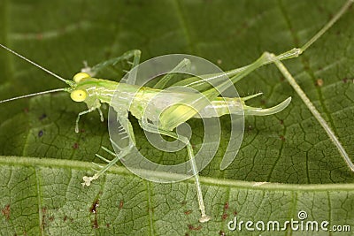 Is a quaint little tropical grasshopper lives in tree crones. Stock Photo