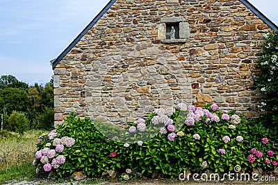 A quaint stone cottage in Brittany, France stands fronted by flowering hydrangea bushes. Stock Photo