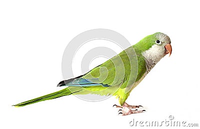 Quaker Parrot Stock Photo
