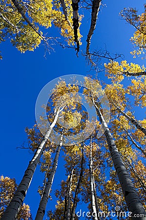 Quaking Aspens Populus tremuloides changing color in the Fall, Flagstaff, Arizona Stock Photo