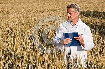 Quality control before wheat harvest Stock Photo