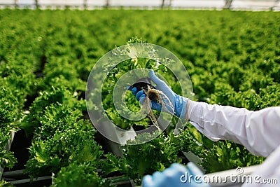 Quality control. Young female scientist stselects Stock Photo