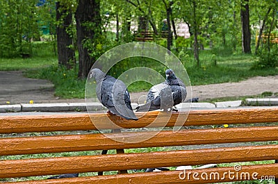 Quarrel of two enamored pigeons on a park bench Stock Photo