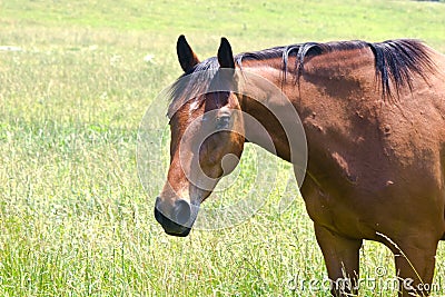 Quarter Horse Stock Photo